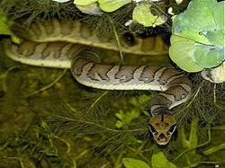 Homalopsis buccata ular kadut  KRI Karawang Reptile 